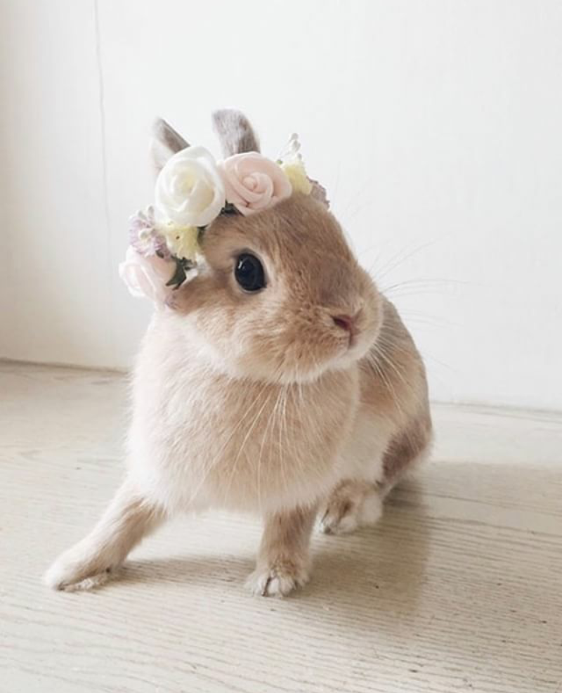 Белый декоративный кролик