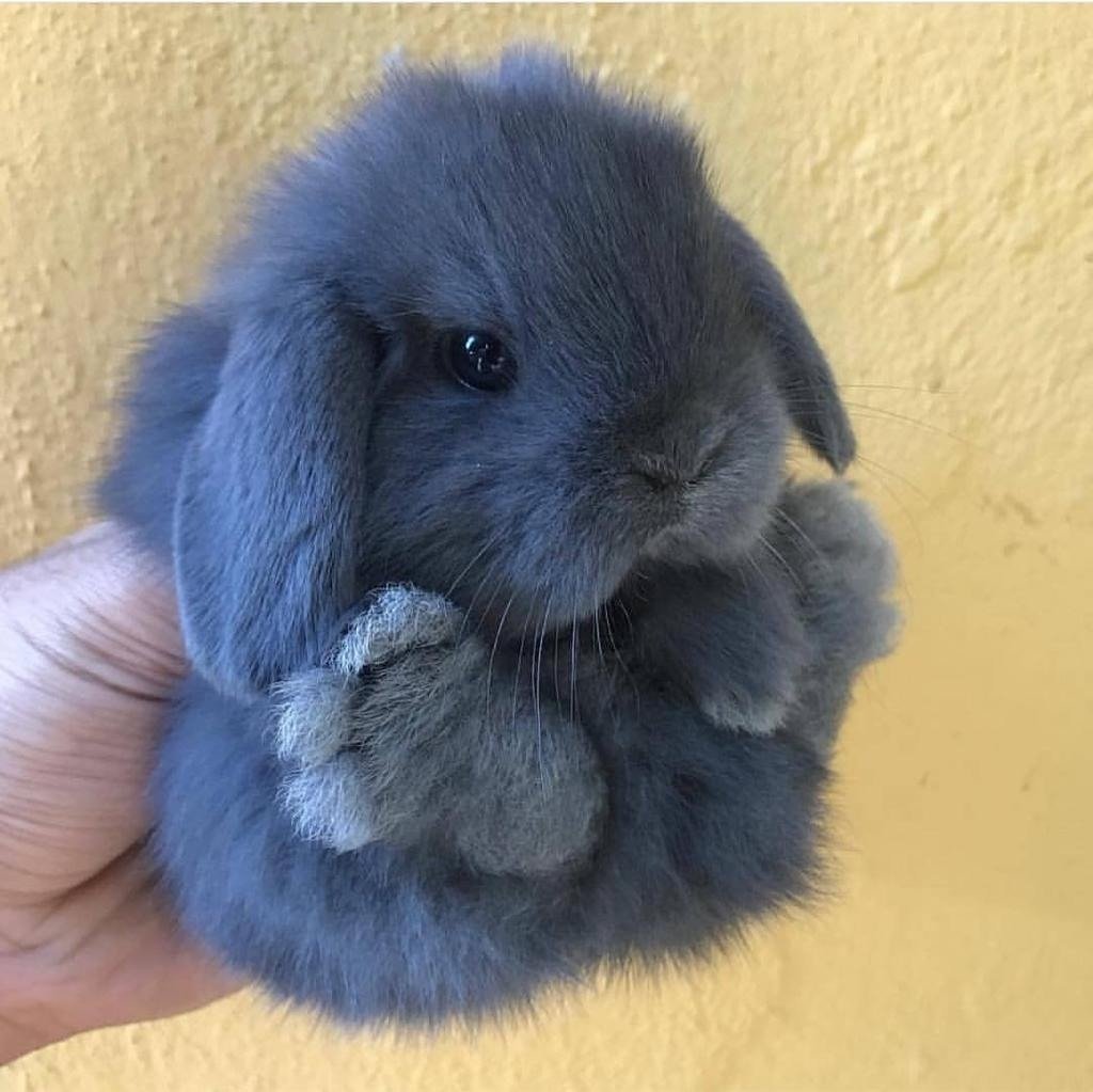 Постер заяц