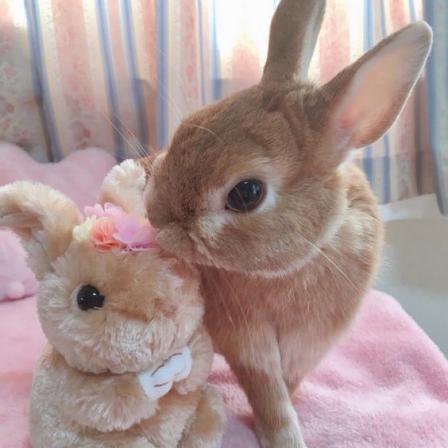 Белый кролик Эстетика