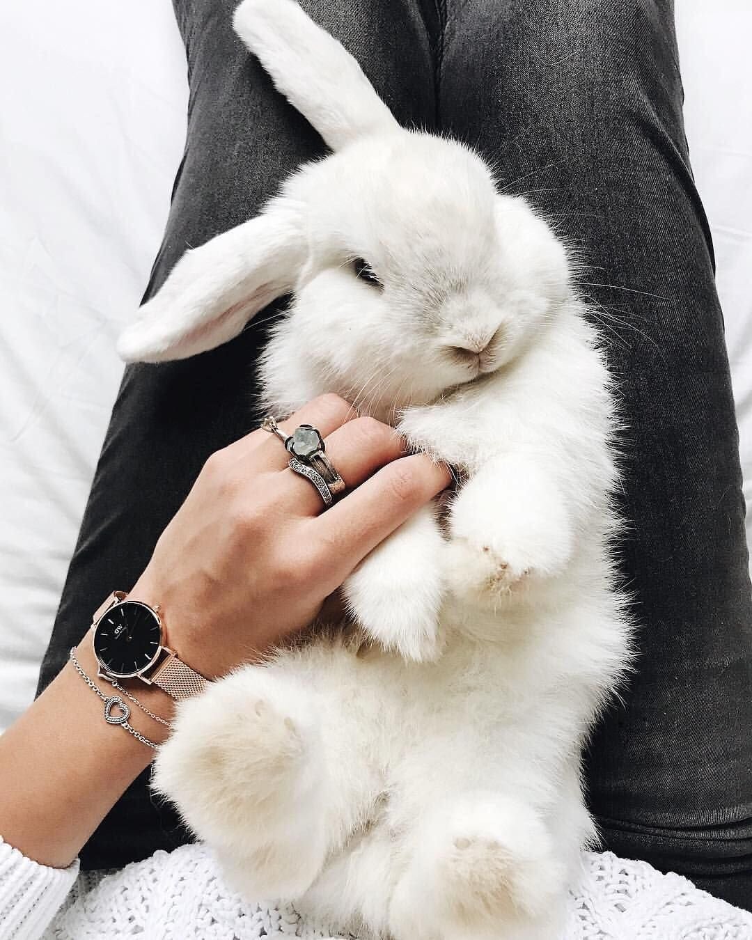 Бежевый кролик