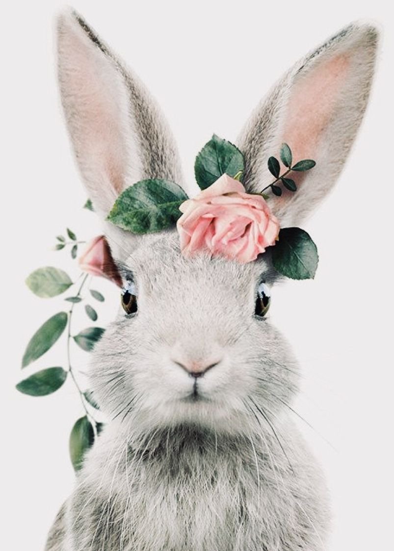 Милые крольчата