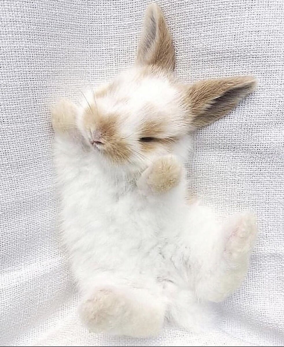 Эстетика животных