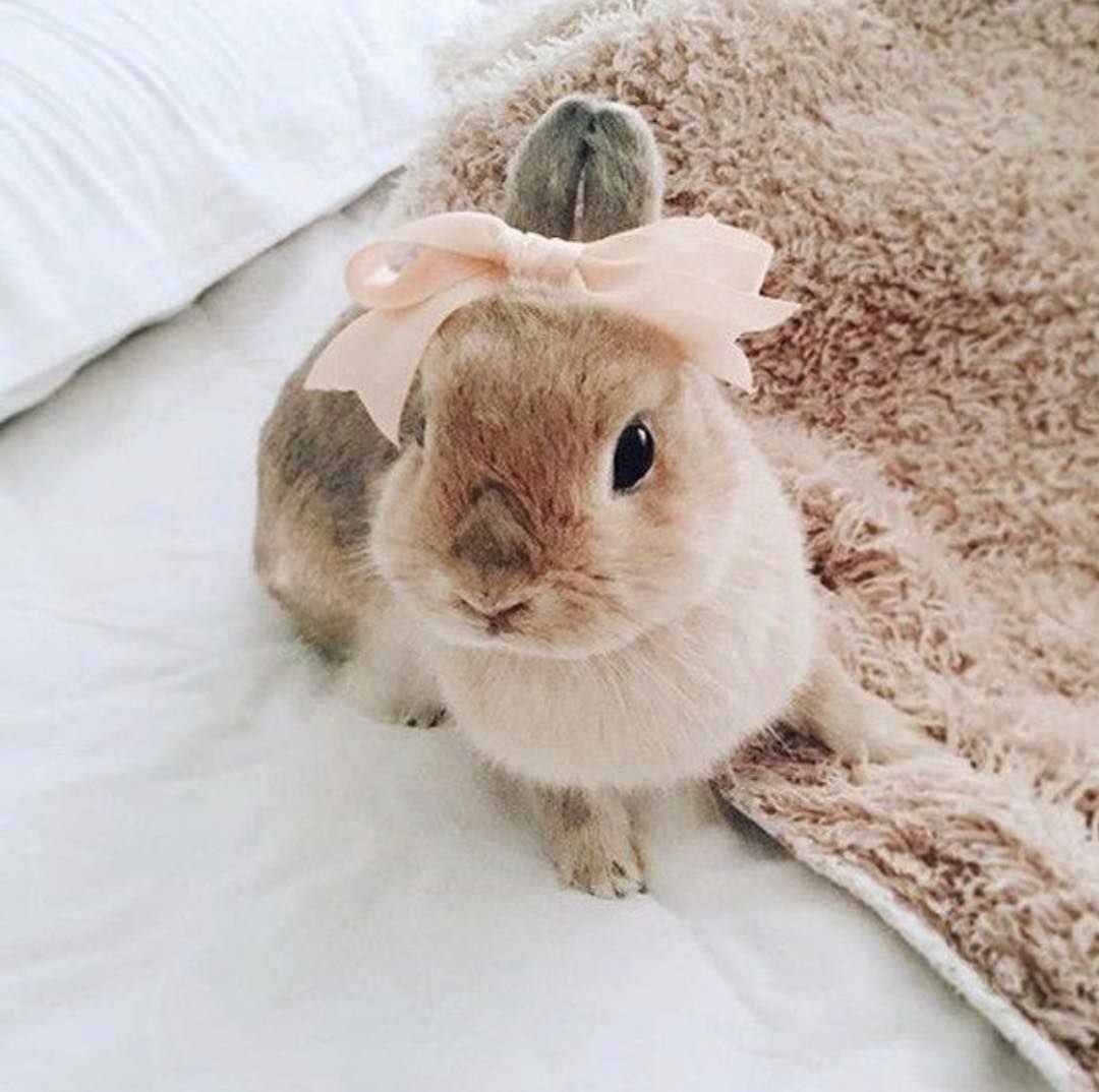 Милый кролик Эстетика