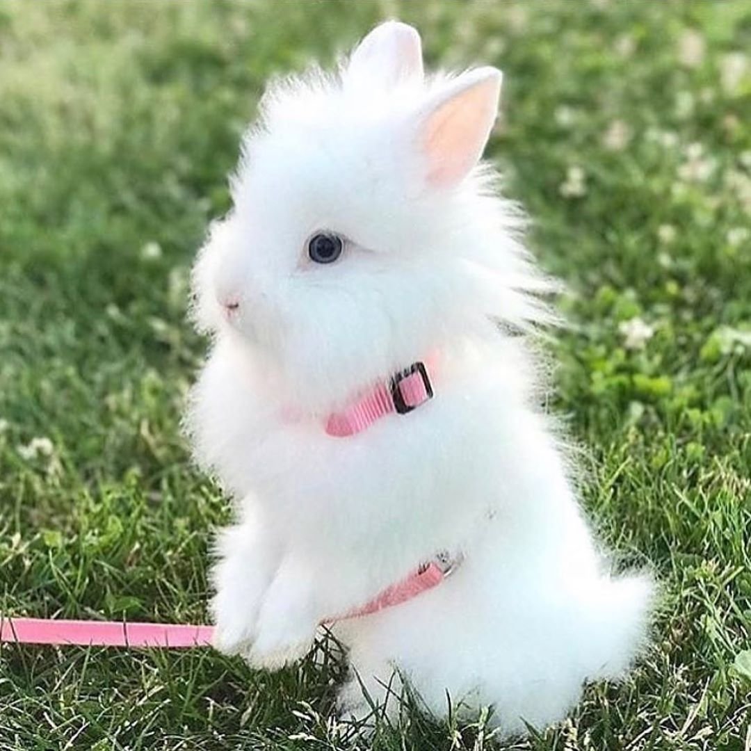 Акварель Зайка на белом фоне