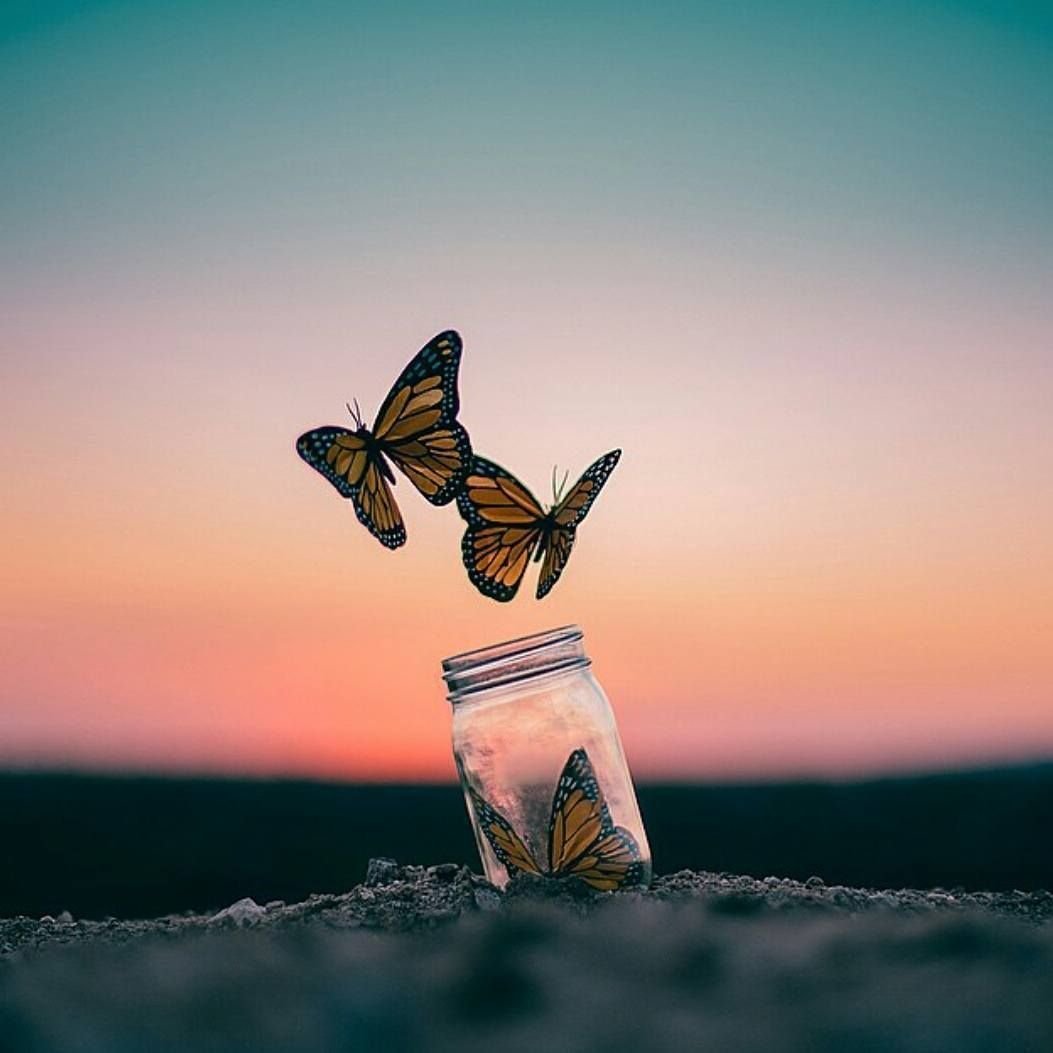 Бабочки вылетают из банки
