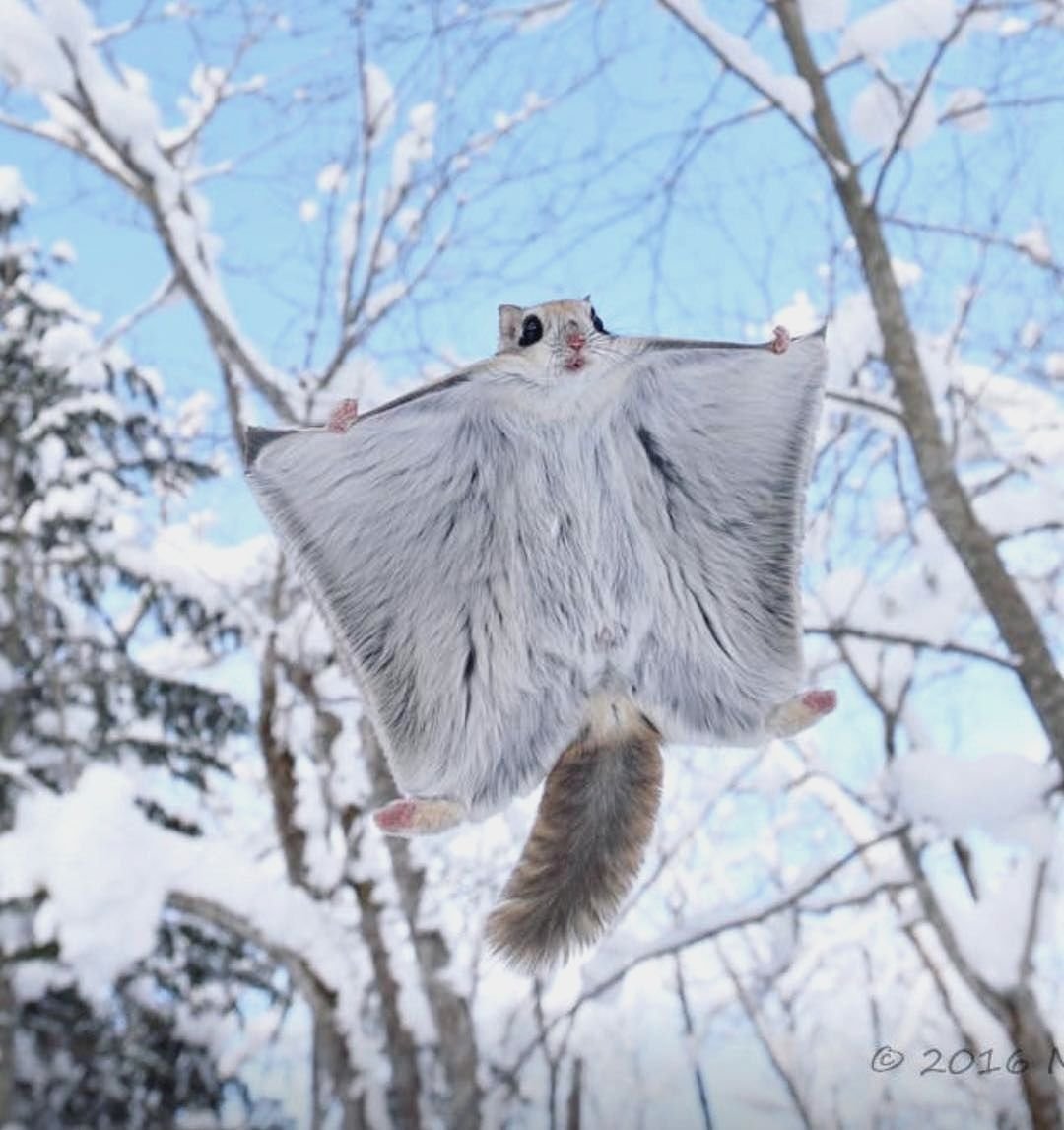 Полетуха летяга летучая белка