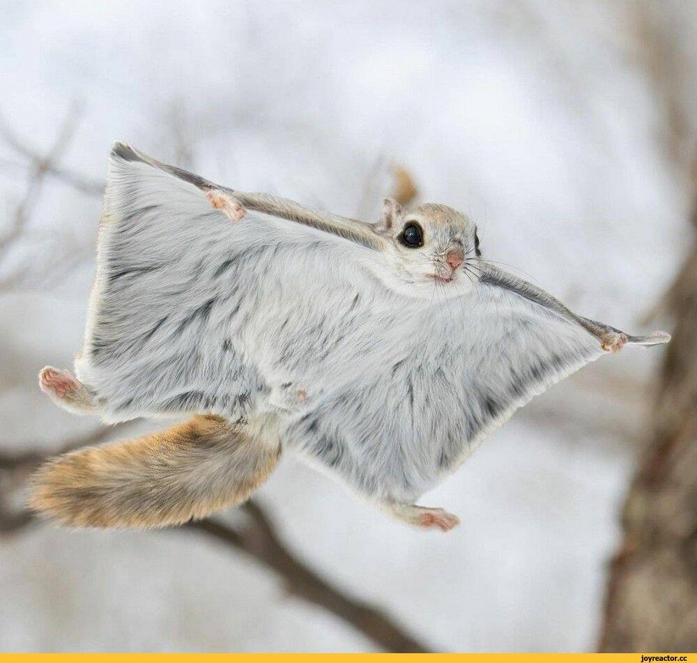 Рэй белка летяга