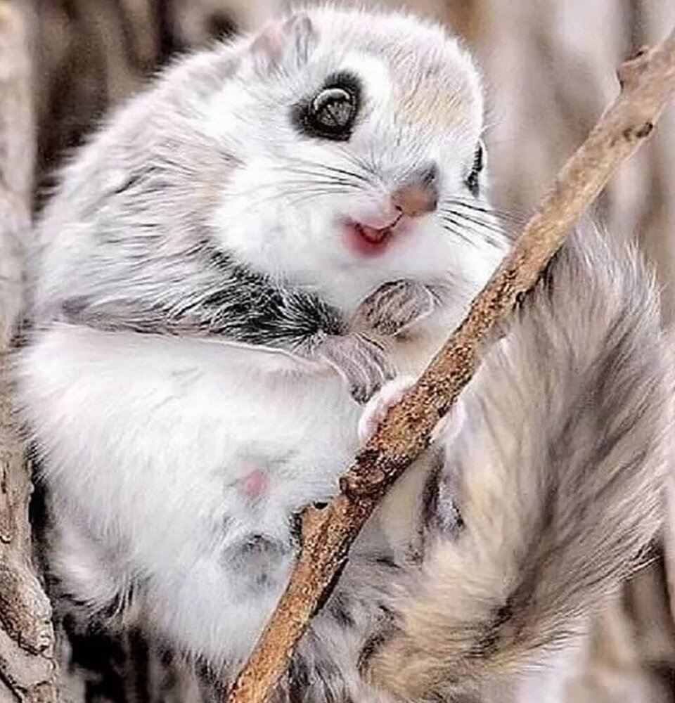 Природа милота