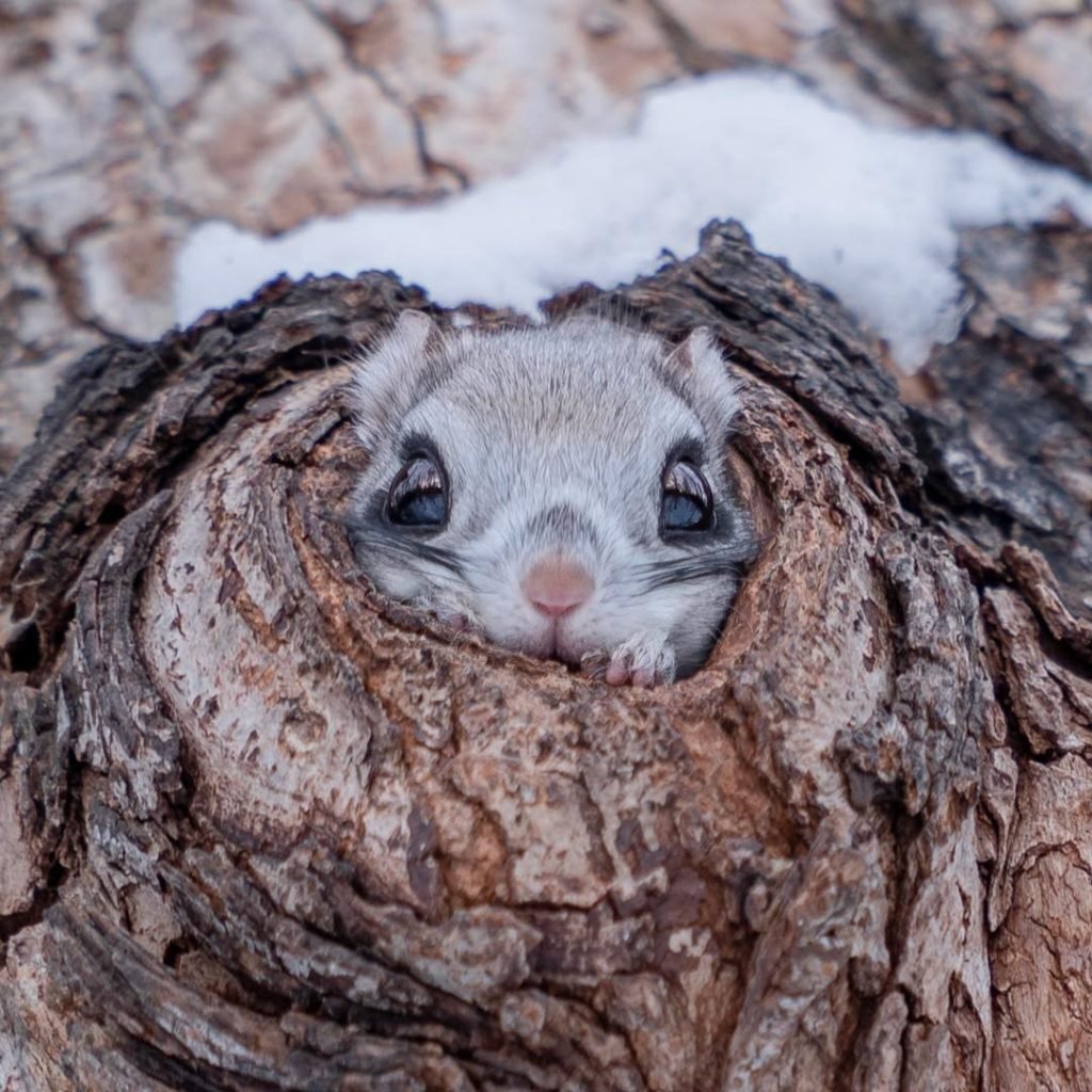 Белка летяга Момонга