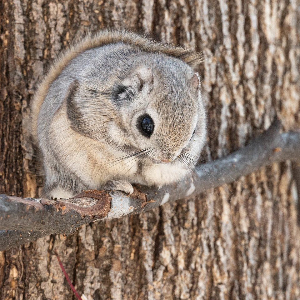 Обыкновенная летяга