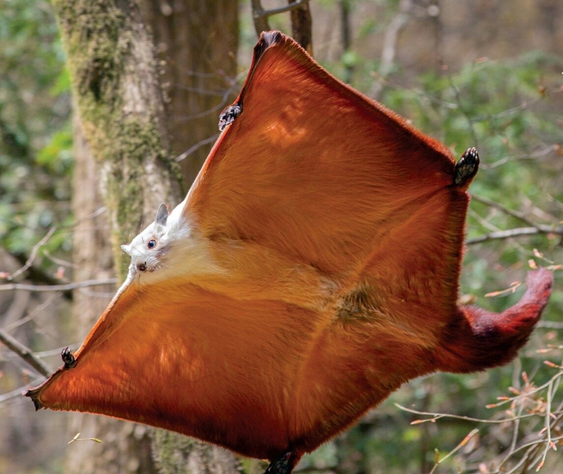 Белка летунья