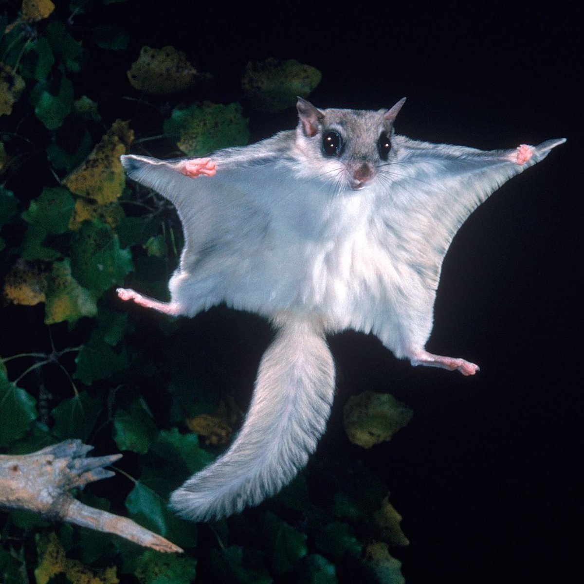 Обыкновенная летяга