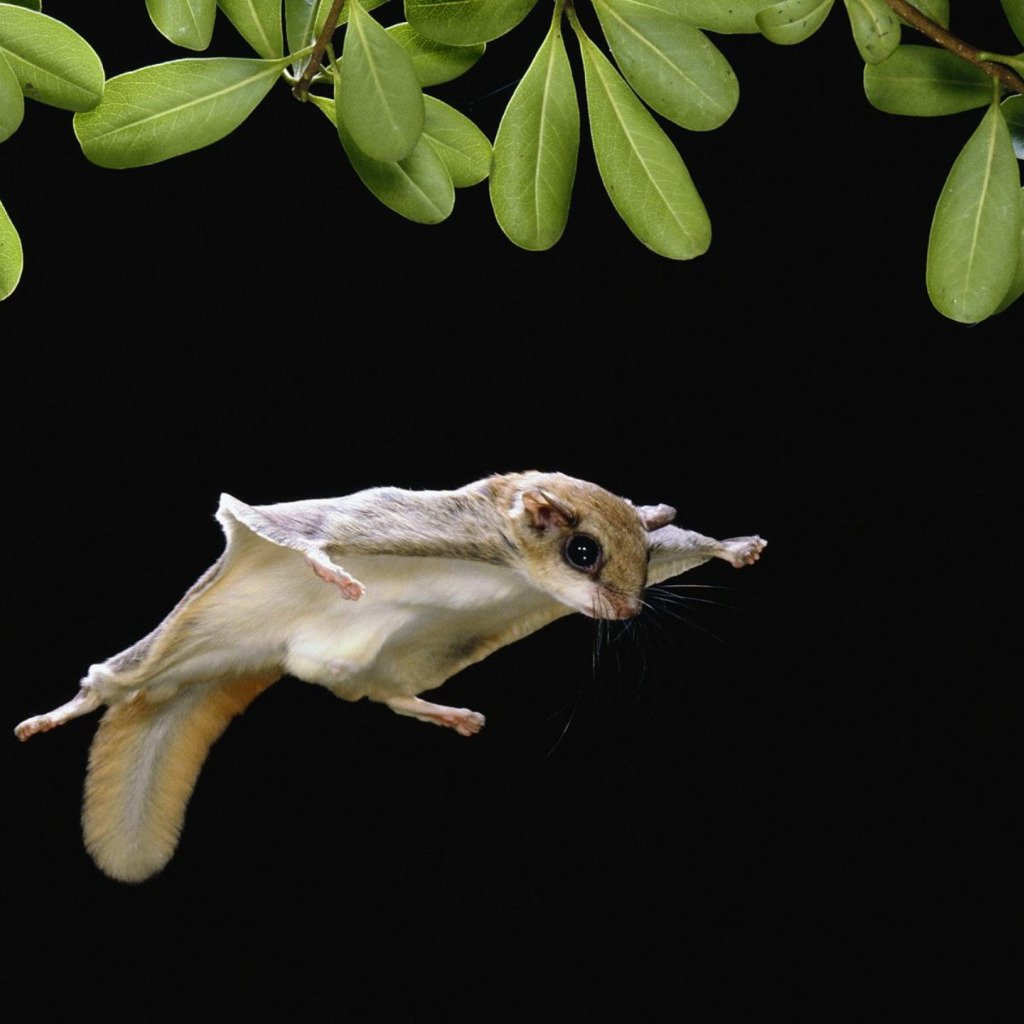 Соня летяга