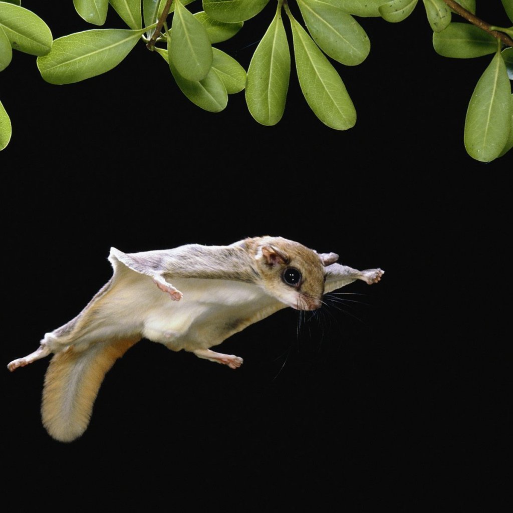 Сибирская белка летяга