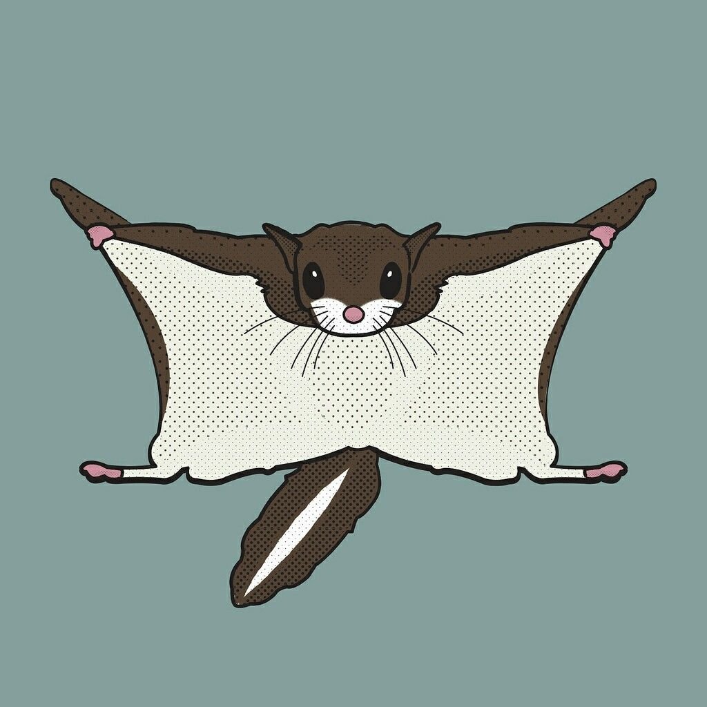 Белка летяга рисунок