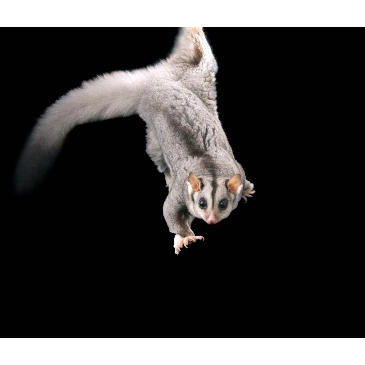 Изящная сумчатая летяга