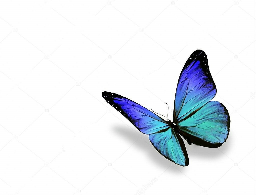 Векторные голубые цветы