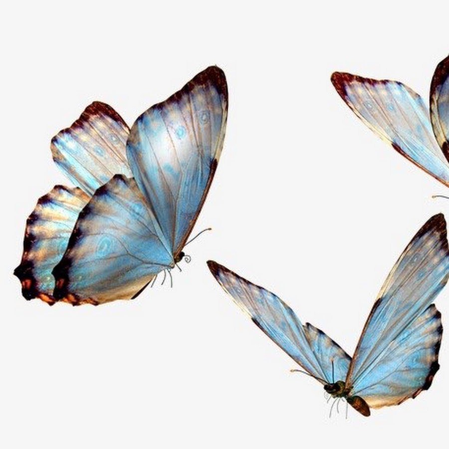 Бабочки для фотошопа