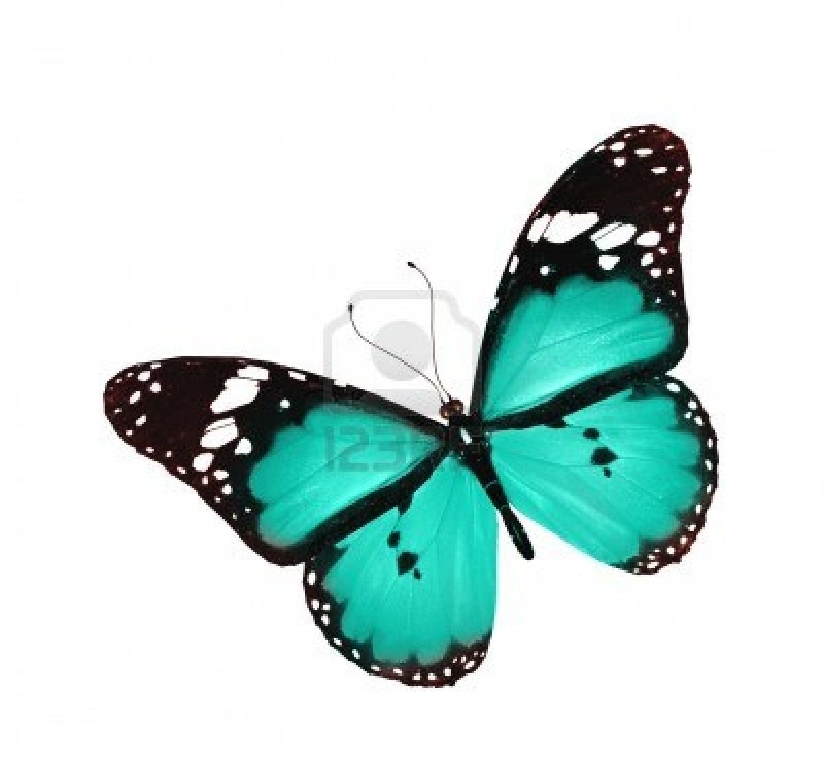 Бирюзовые бабочки на белом фоне