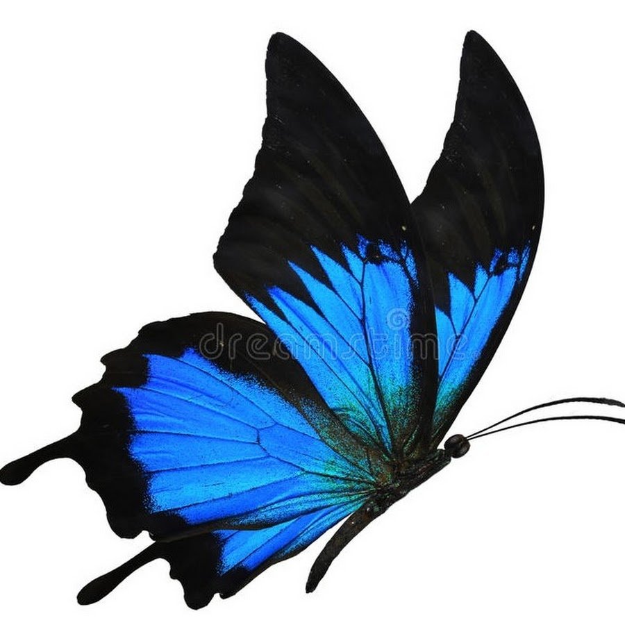 Бабочка голубая картинка на белом фоне