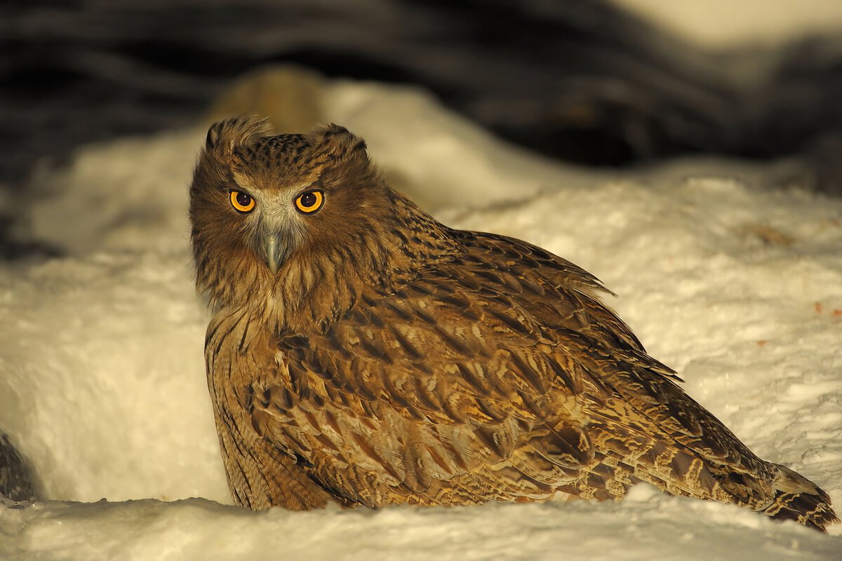 Дальневосточный рыбный Филин