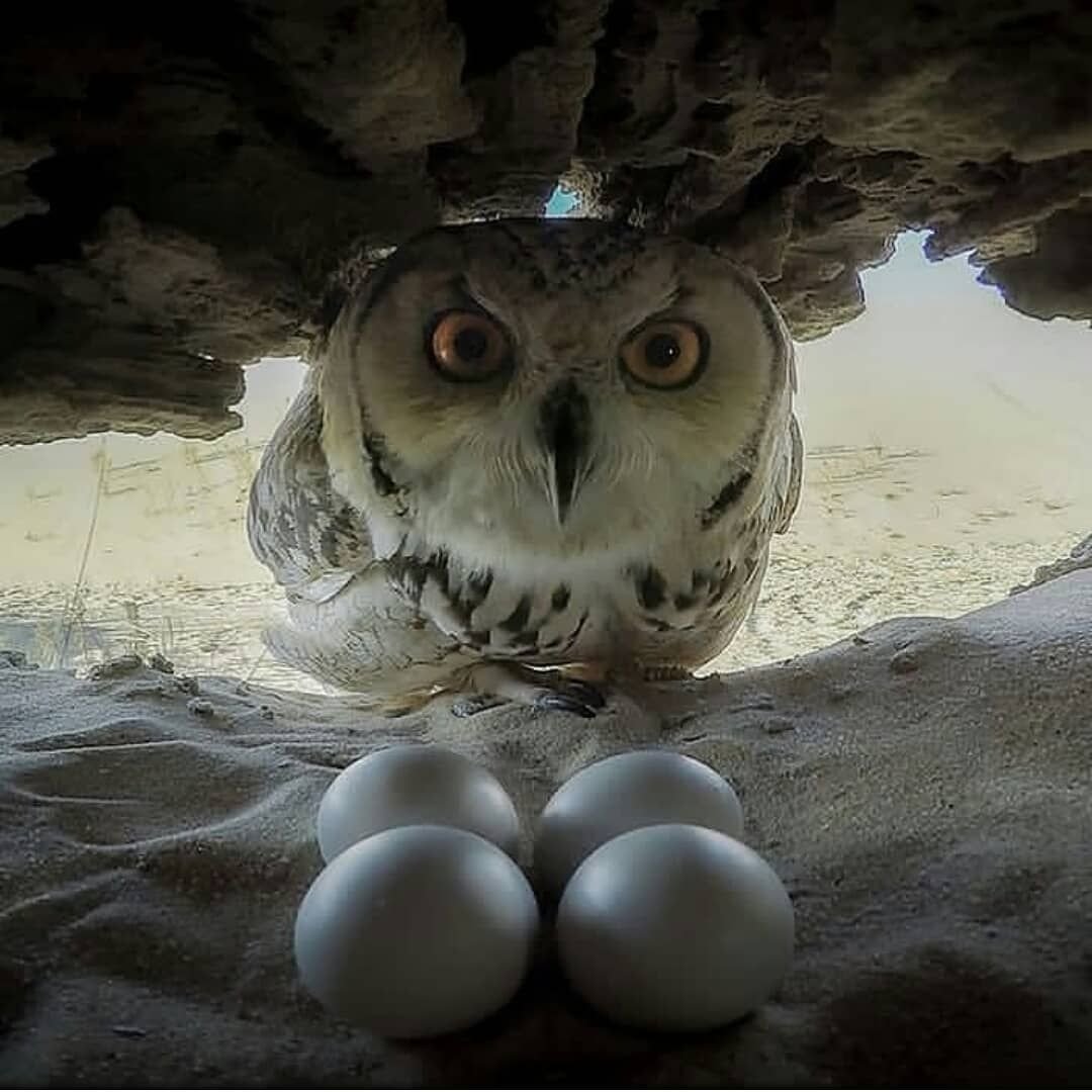 Дальневосточный рыбный Филин