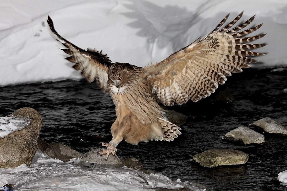 Малайская Рыбная Сова