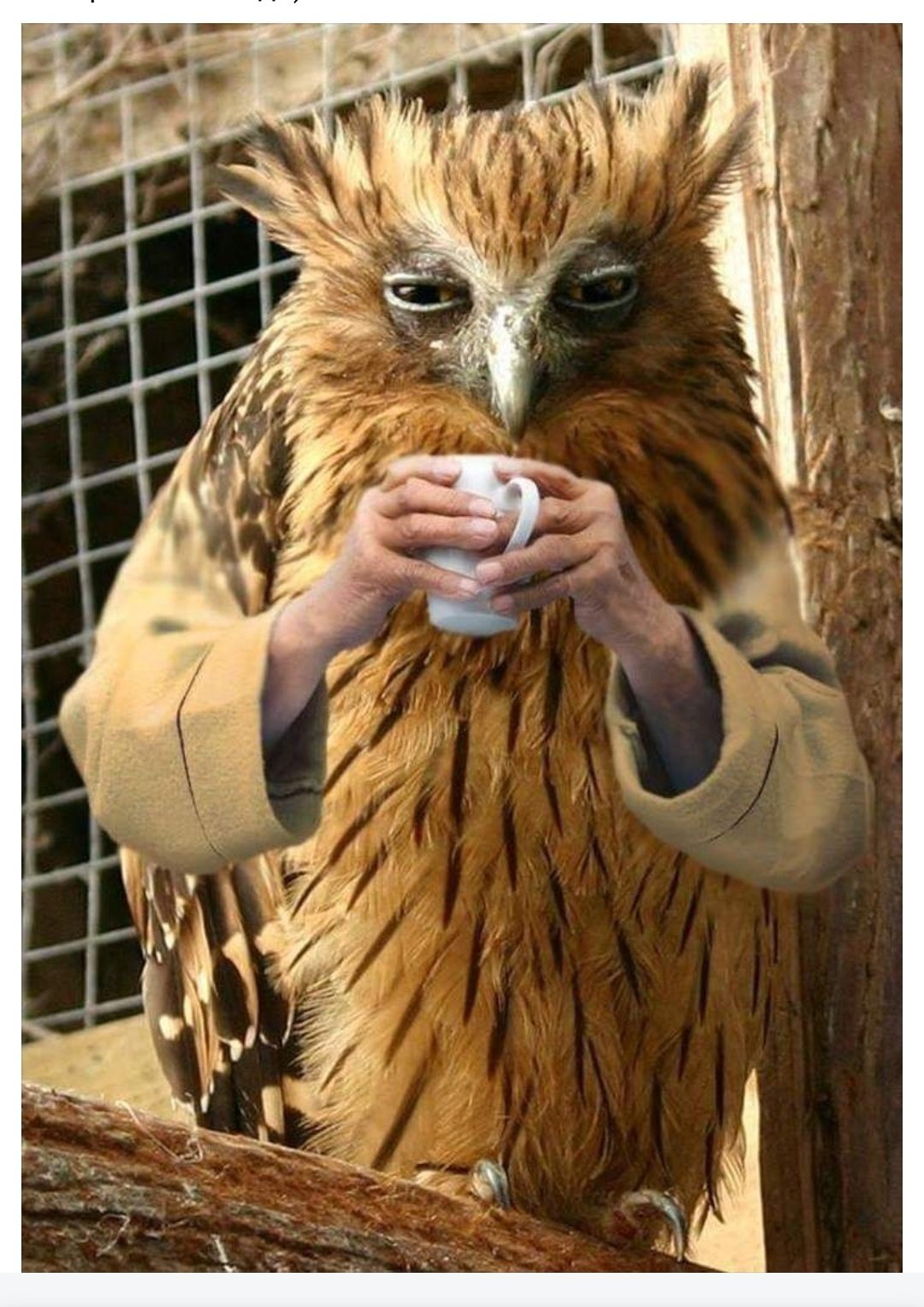 Сова сплюшка охотится