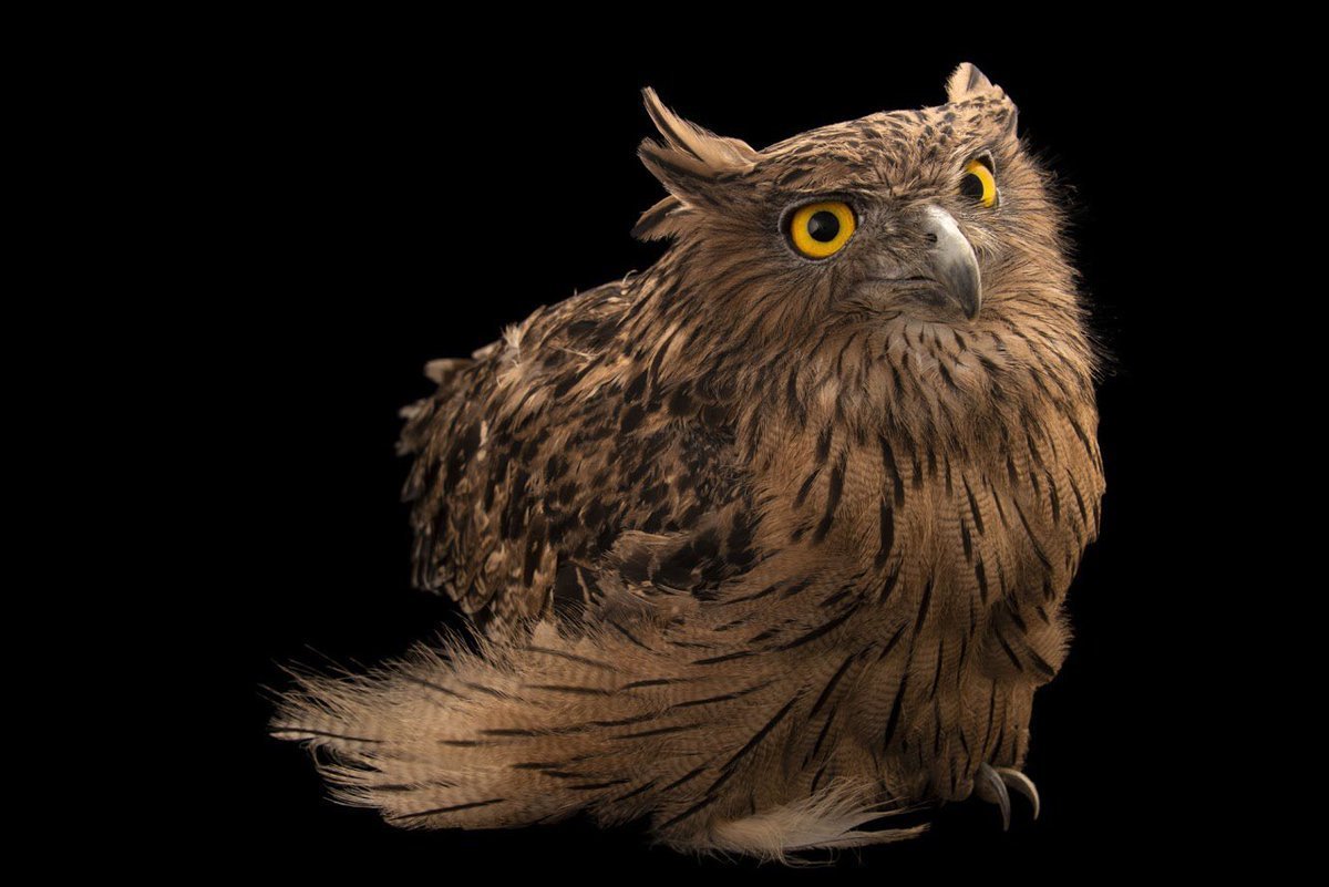 Рыбный Филин Крылья