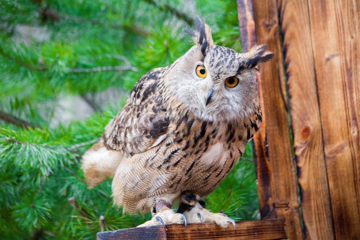 Картинки рыбного филина