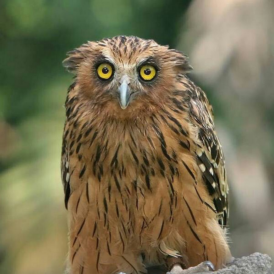 Рыбный Филин высокое качество