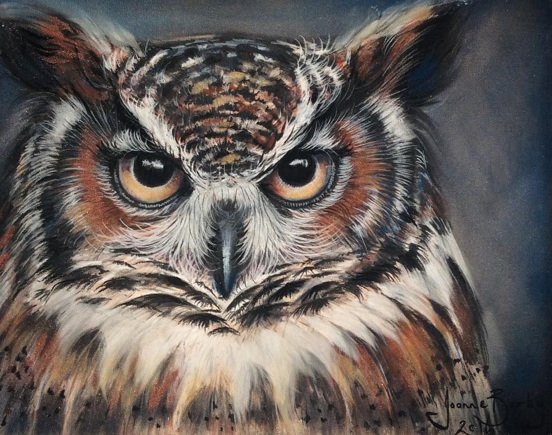 Сова прикол