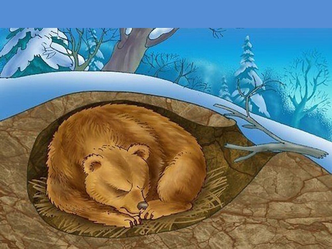 Медвежья Берлога Берлога медведя