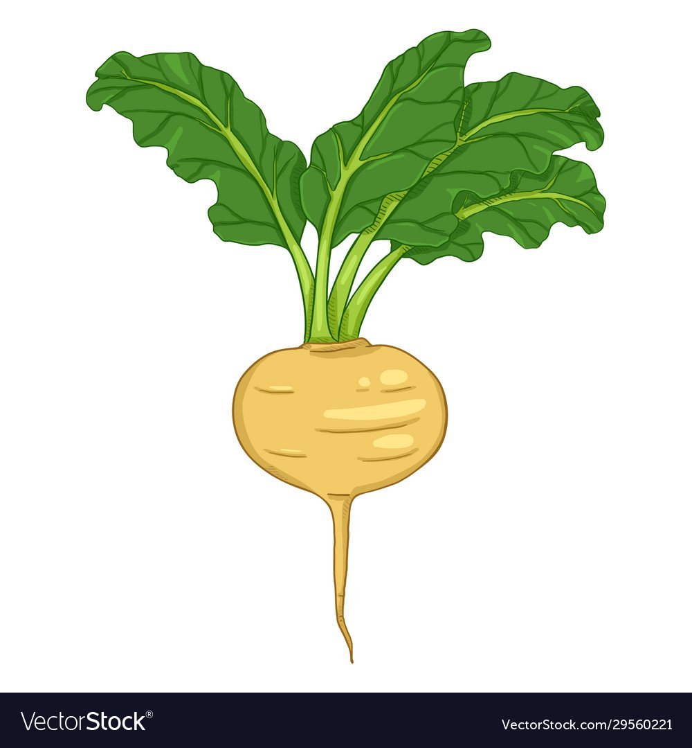 Репа клипарт на прозрачном фоне