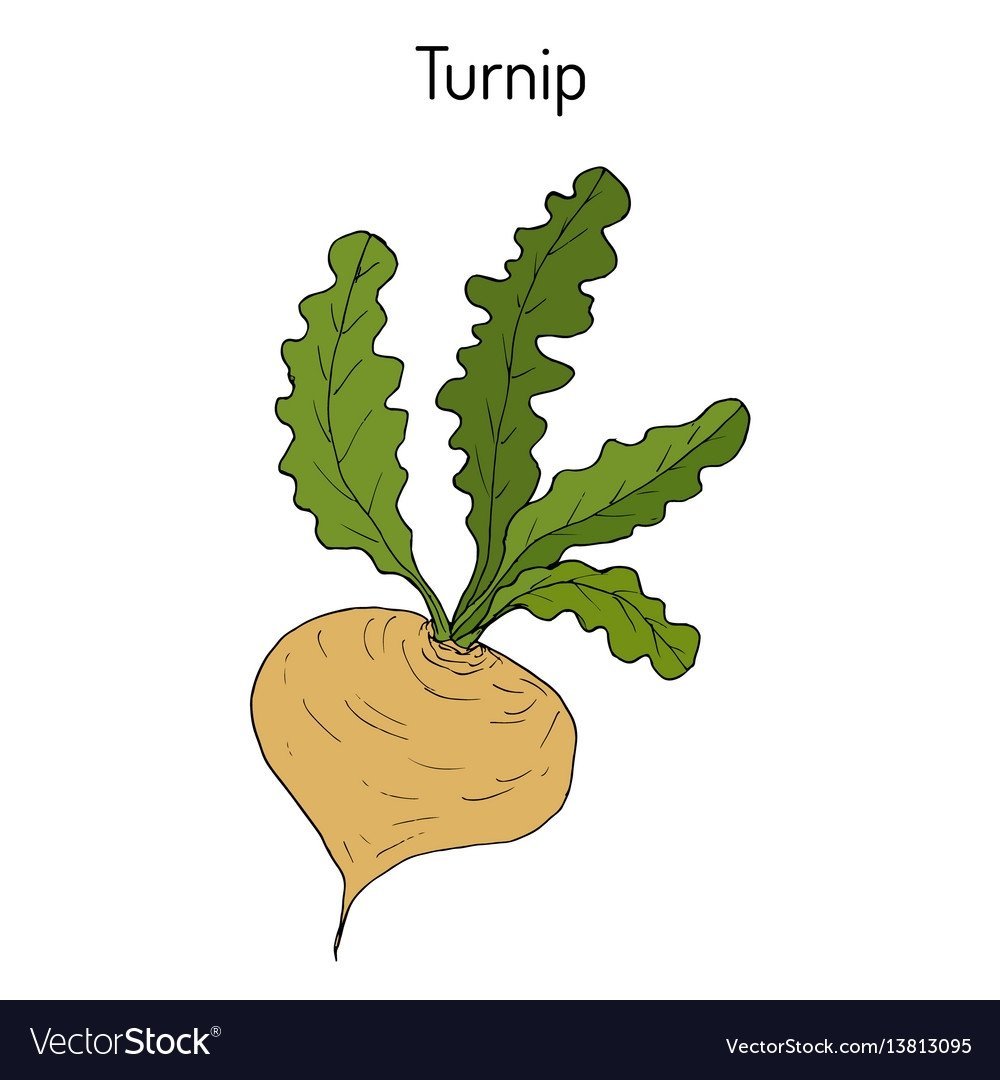 Турнепс мультяшный