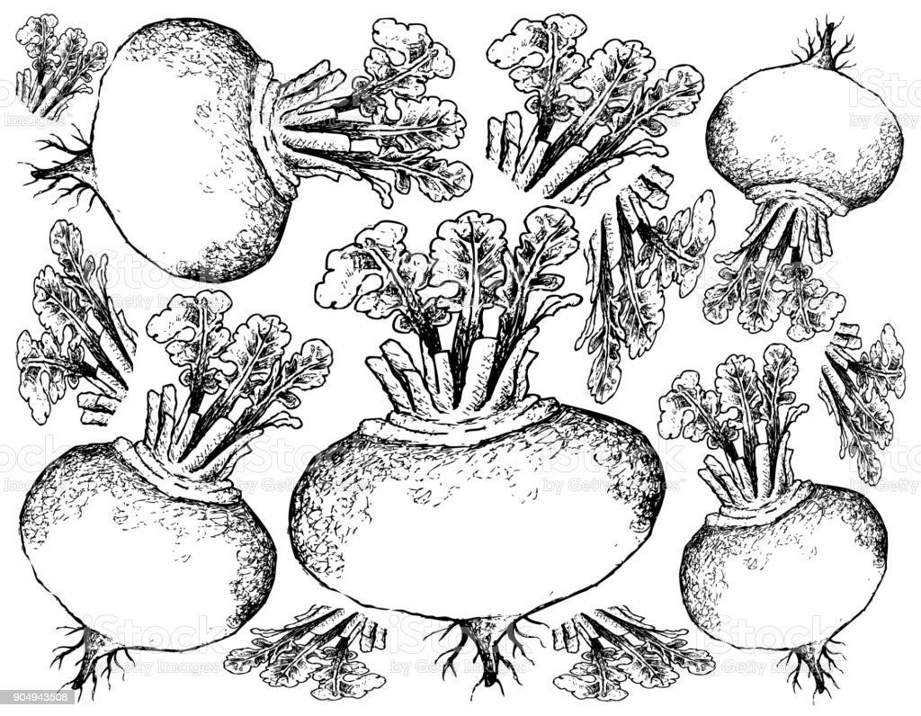 Сахарная свекла рисунок карандашом