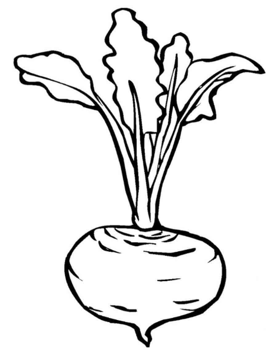 Свекла раскраска