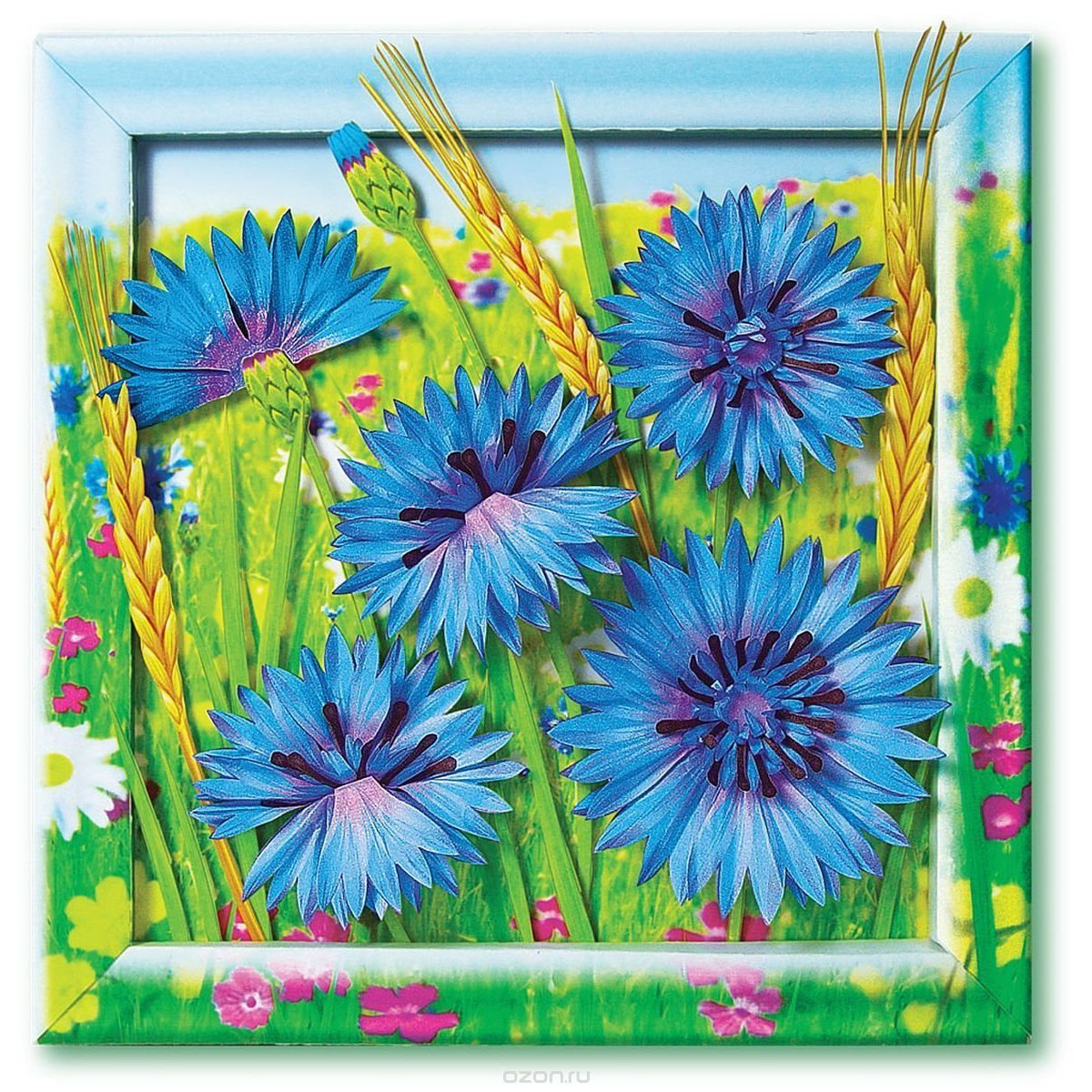 Василек на белом фоне