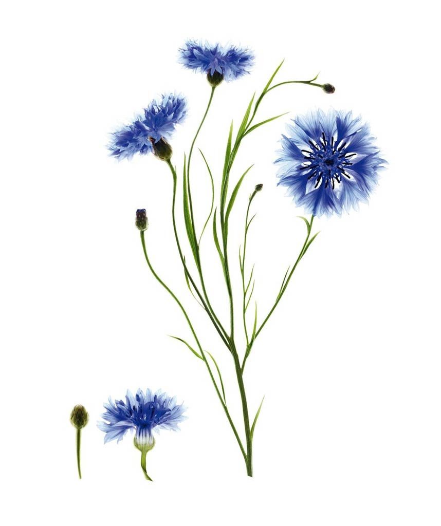 Василёк мультяшные