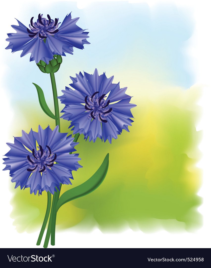 Василёк синий