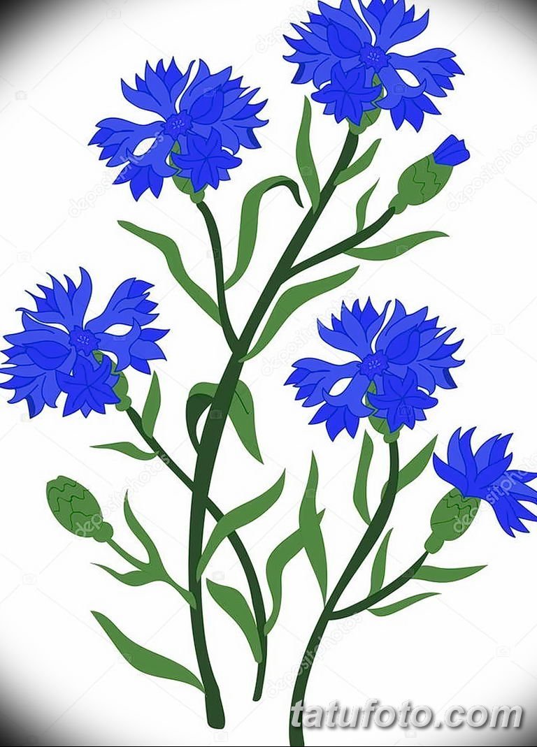 Василёк синий цветки