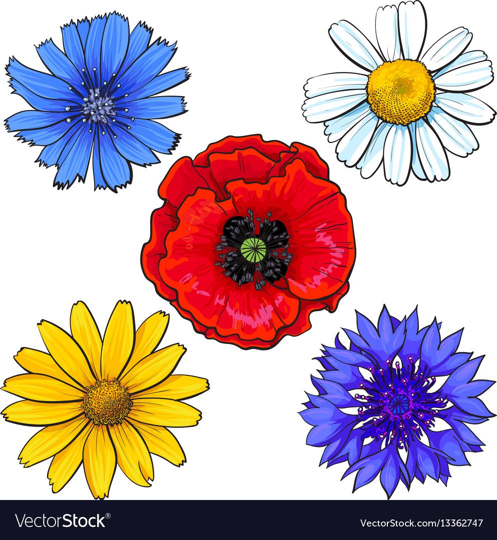 Василек акварель