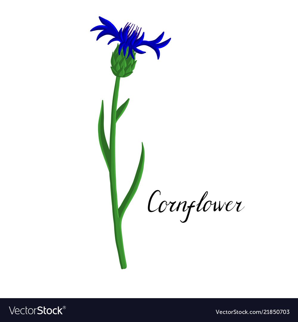 Лепесток василька детям