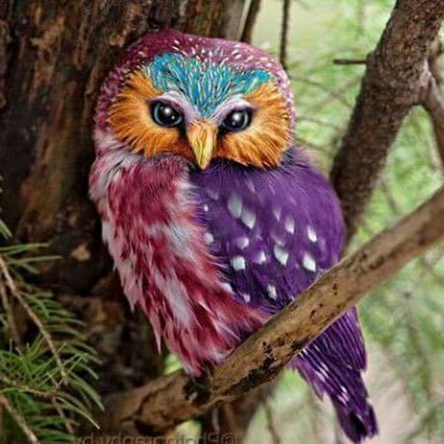 Синие Филиппинские Совы