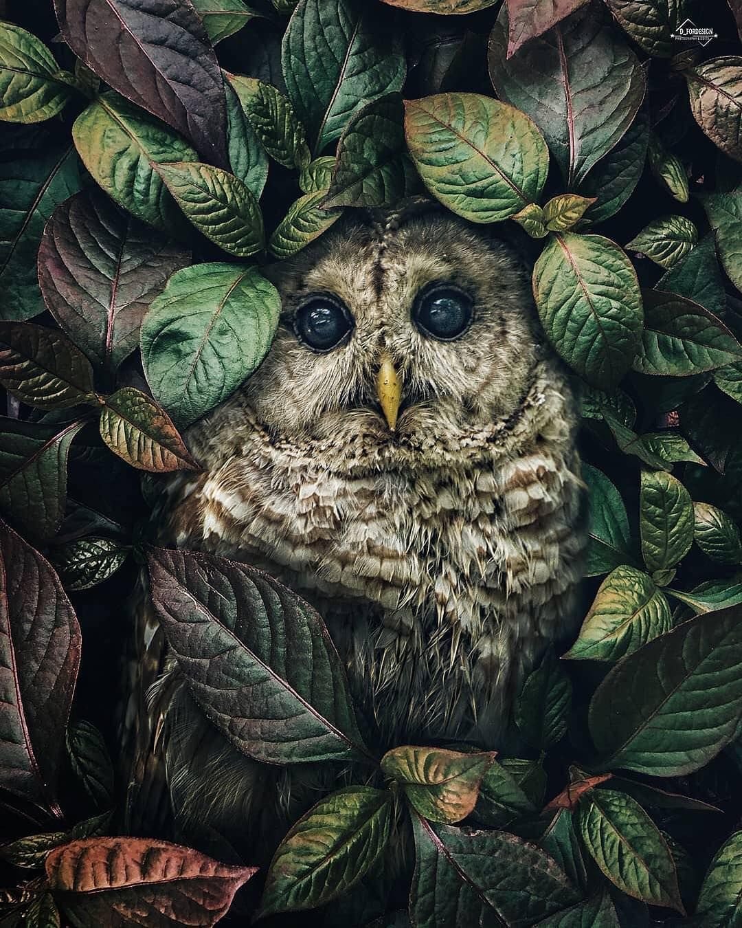 Сова арт