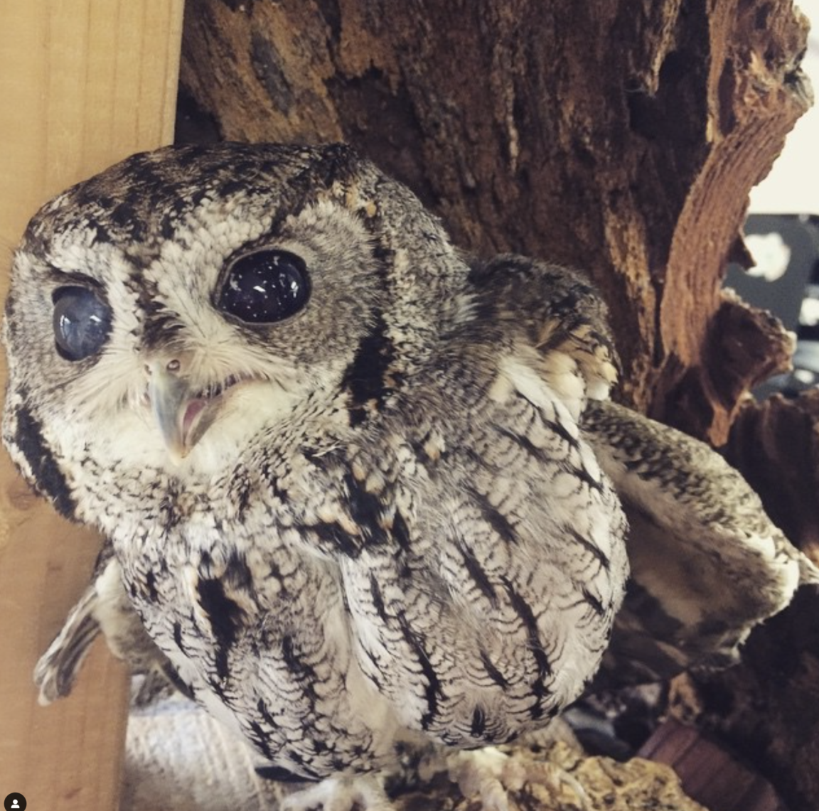 Слепая Сова Зевс