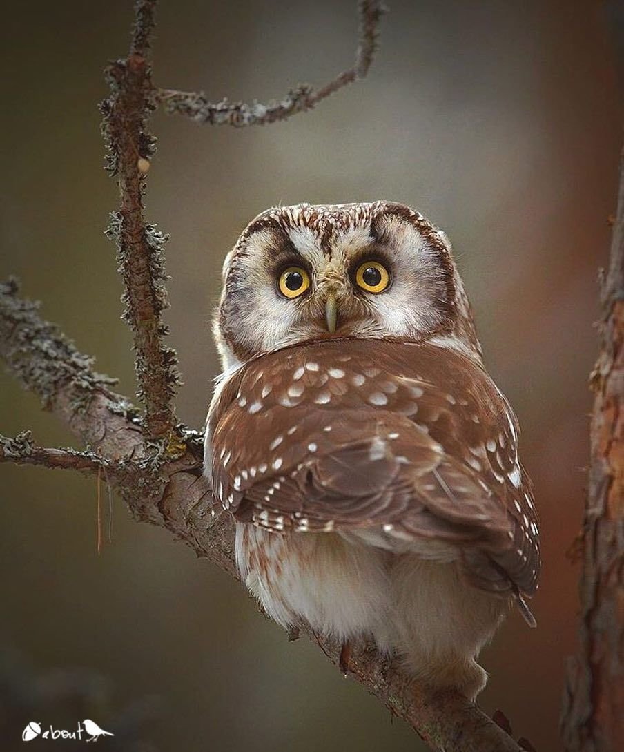 Новошотландский мохноногий Сыч