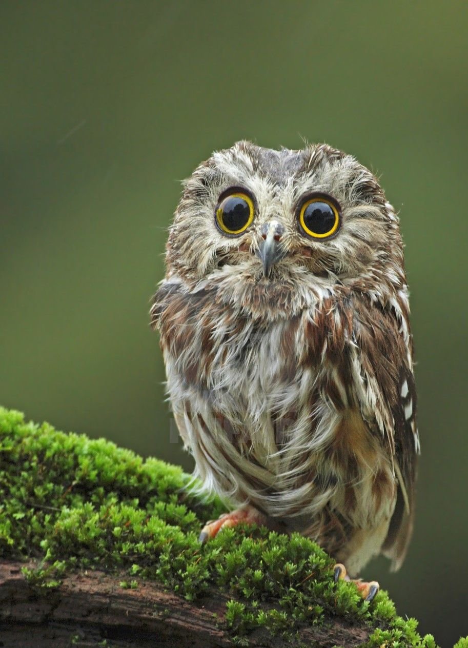 Мохноногий Сыч птенец