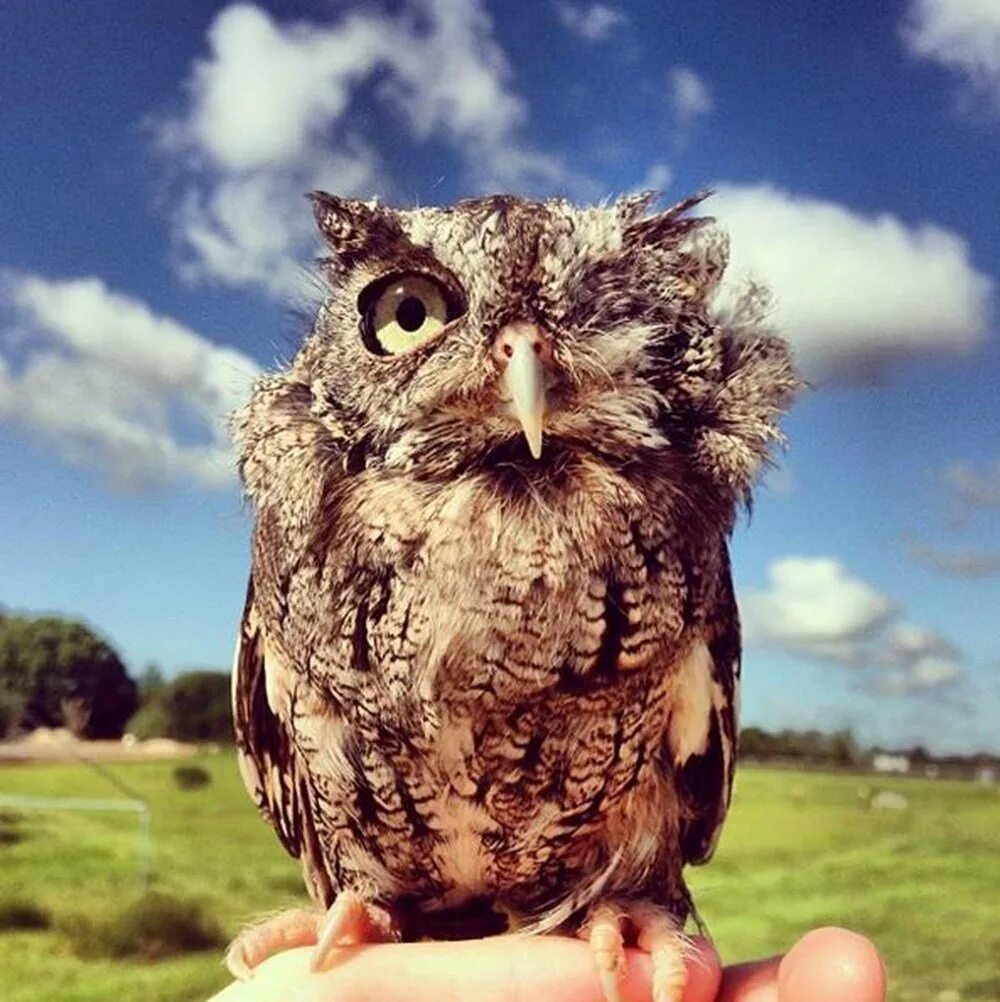 Сова прикол