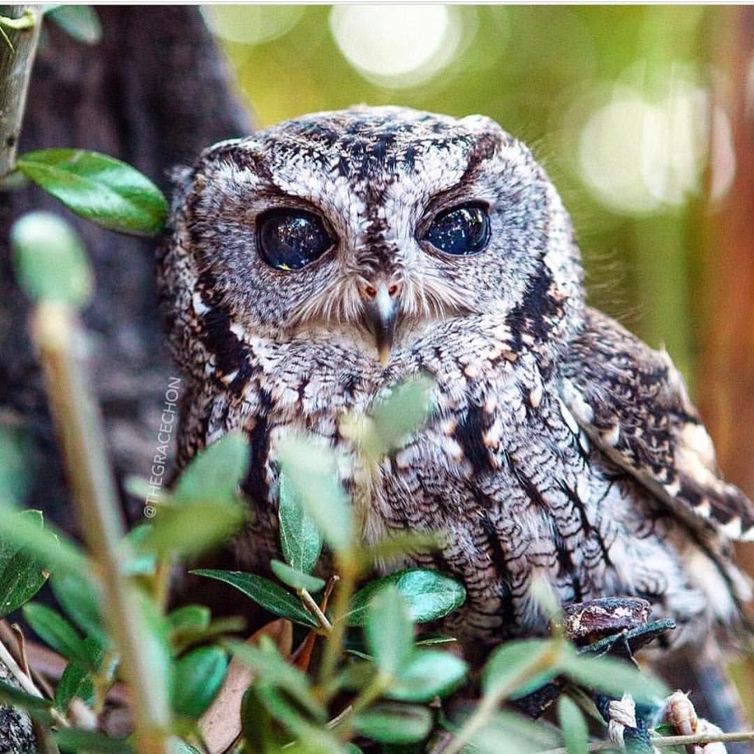 Слепой Совенок Зевс